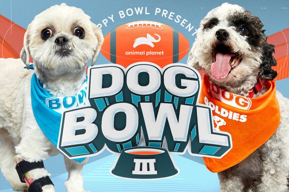 These older pooches from Animal Planet’s Dog Bowl will break your heart - nypost.com - New Jersey