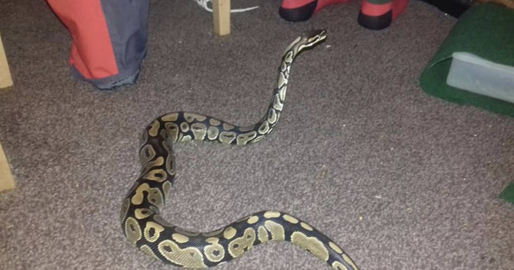 Python on the loose in Paisley sparks 'please take him' appeal from worried owner - www.dailyrecord.co.uk - George