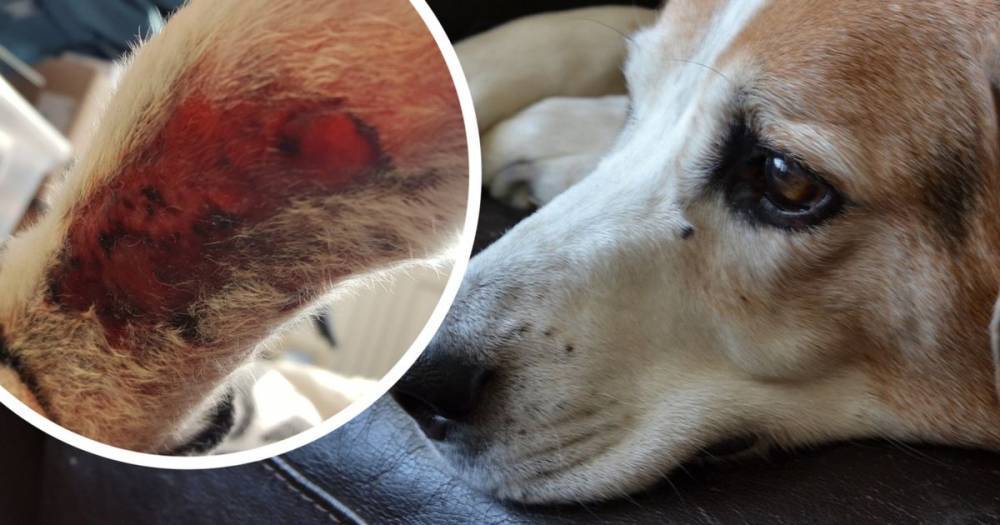 More cases of fatal dog disease Alabama Rot confirmed in Greater Manchester - www.manchestereveningnews.co.uk - Manchester - county Oldham - Alabama - county Anderson