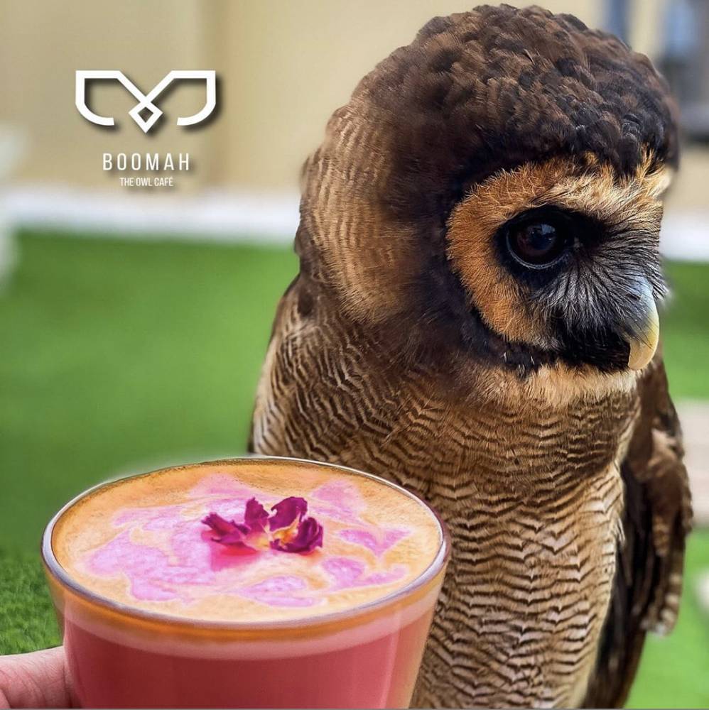 An owl cafe is opening in Abu Dhabi and there will be legit owls there - www.ahlanlive.com - city Abu Dhabi - Japan