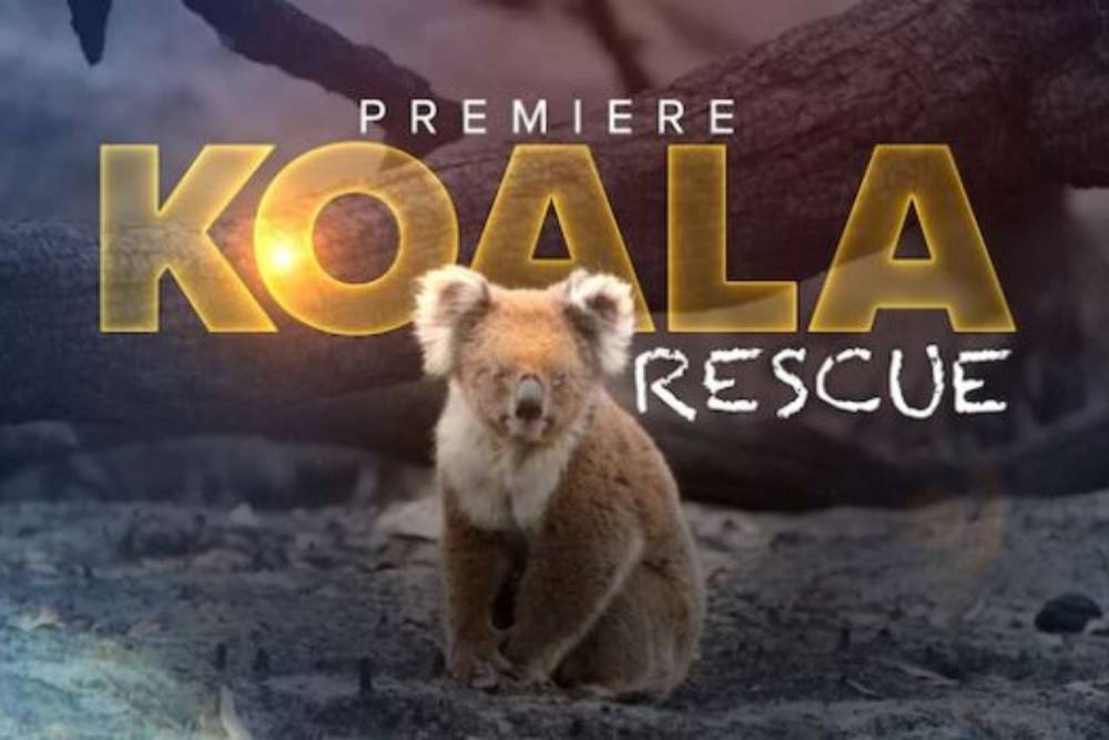 FIRST LOOK: Koala Rescue premieres Sunday on Seven - www.who.com.au