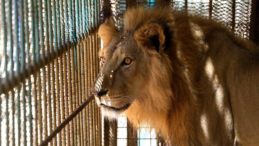 Los Angeles Bans Use of Exotic Animals for Entertainment - www.hollywoodreporter.com - Los Angeles - Los Angeles