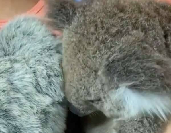 This Video of an Orphaned Koala Snuggling Up to a Stuffed Animal Will Melt Your Heart - www.eonline.com - Australia