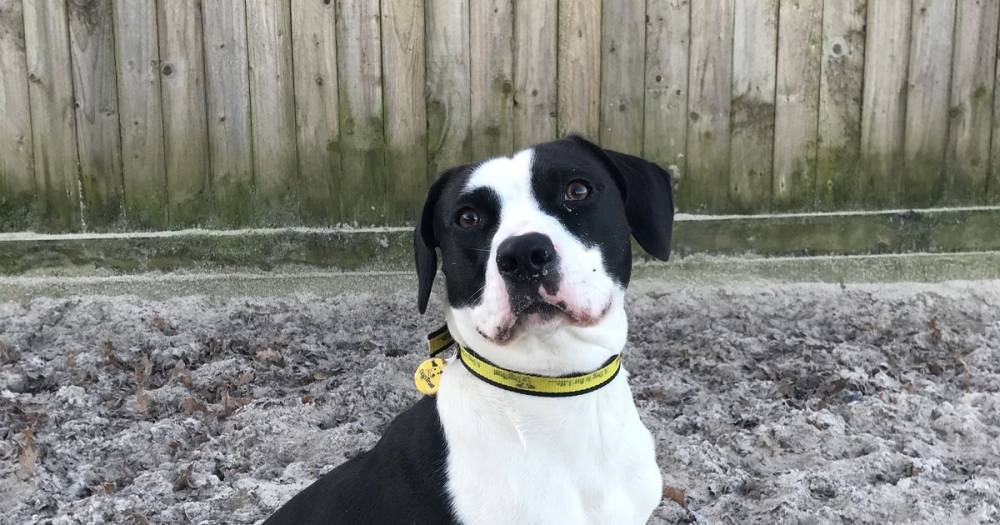 Can you give sweet-natured Rover a new home? - www.dailyrecord.co.uk
