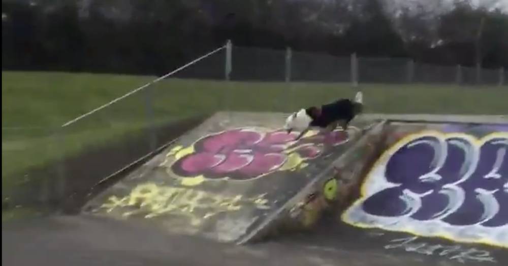 Watch cute Scots pup race race round skate park in adorable video - www.dailyrecord.co.uk - Scotland