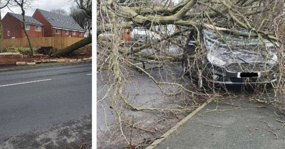Young family and pregnant mum's miracle escape after huge tree falls on car in Blackley - www.manchestereveningnews.co.uk - city Charlestown