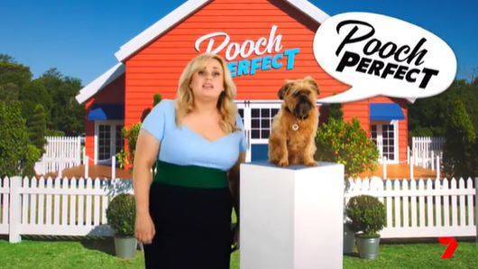 Pooch Perfect: Meet Russell, Rebel's Co-Host - www.who.com.au - Australia - city Brussels