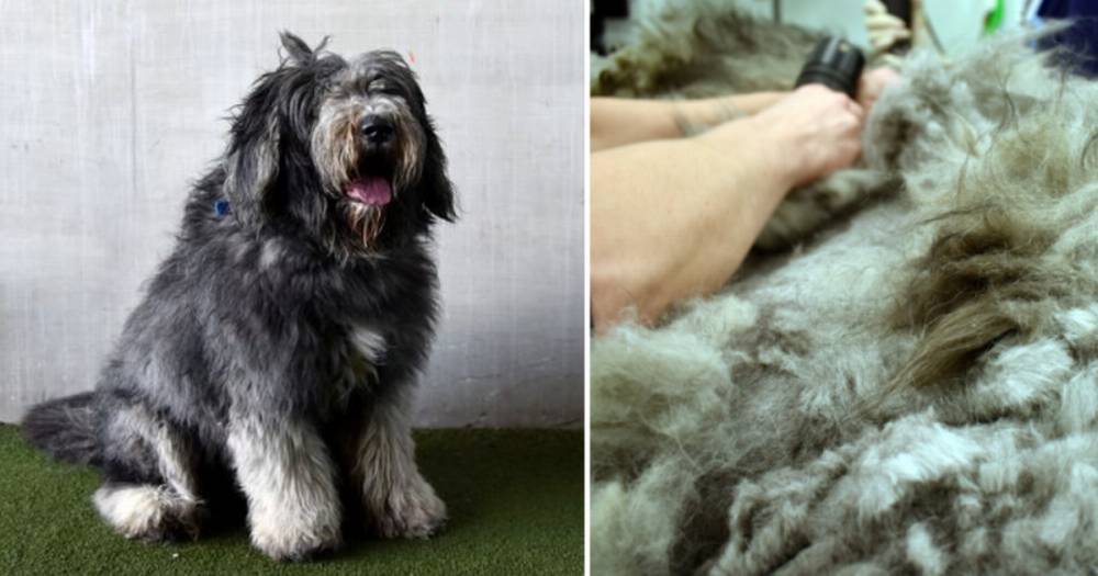 Neglected sheepdog looks unrecognisable after having 2kg of hair shaved off - www.manchestereveningnews.co.uk - Britain