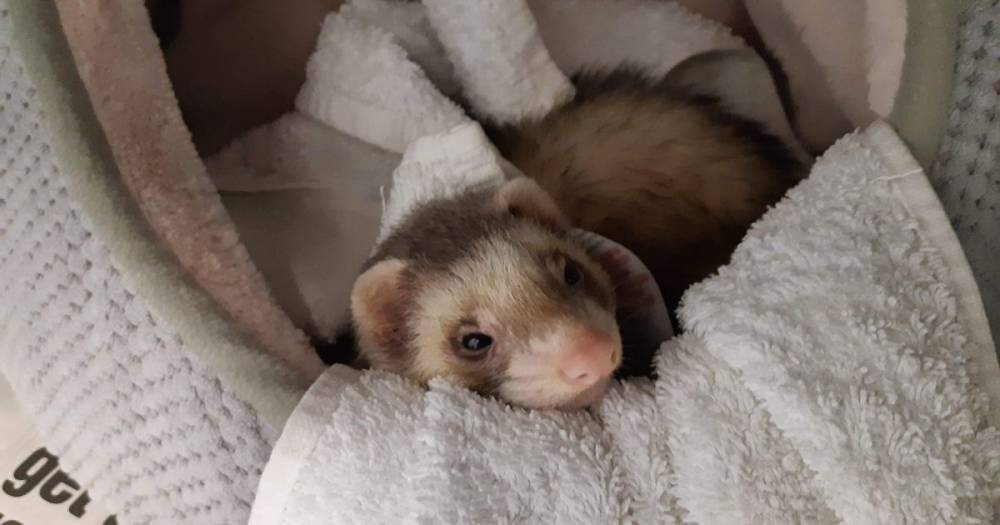 Adorable ferret abandoned at Scots pet store after owner says 'my duty is done' - www.dailyrecord.co.uk - Scotland