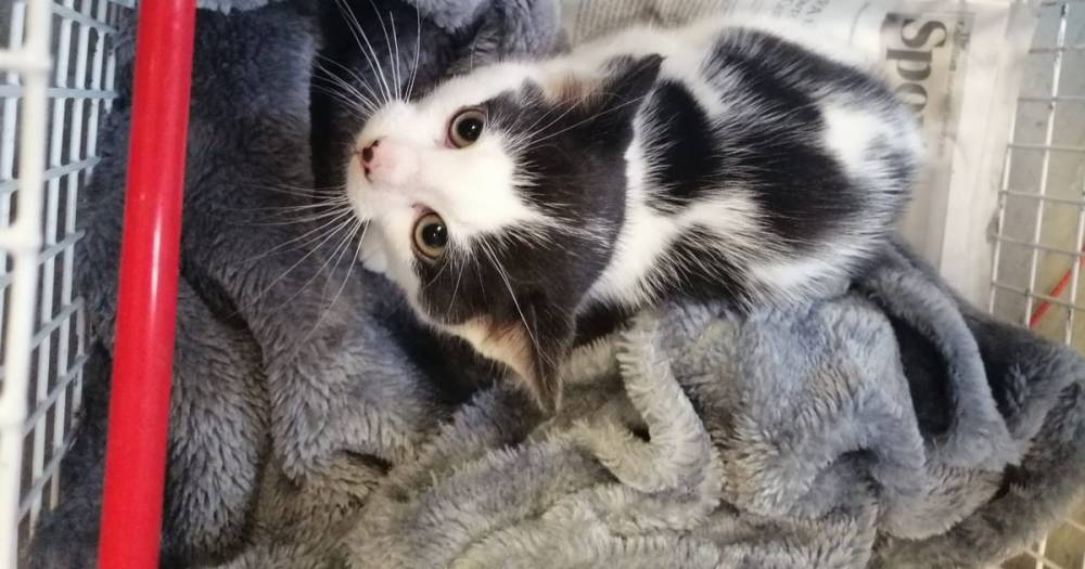 Animal charity offers reward after kitten found dumped in Shotts road - www.dailyrecord.co.uk