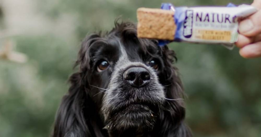 Your dog could be a star blogger with year-long treat testing job - www.dailyrecord.co.uk - Scotland