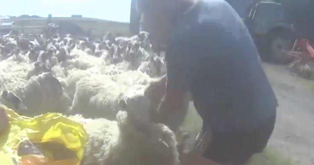 Callous farmer punches sheep in face while yelling 'f****** c***' in horrific clip - www.dailyrecord.co.uk - Scotland