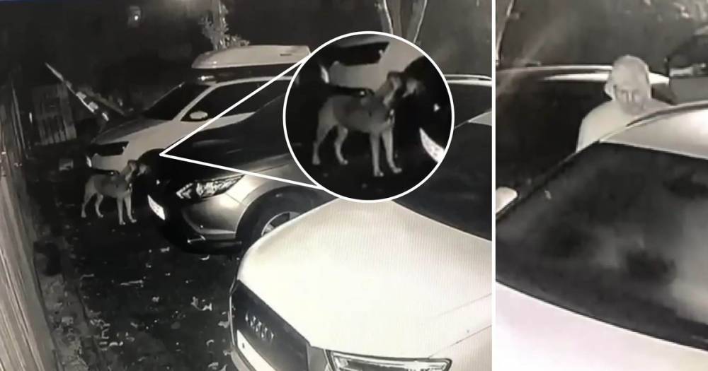 CCTV footage shows brazen Kilmarnock thief using a dog while raiding car - www.dailyrecord.co.uk