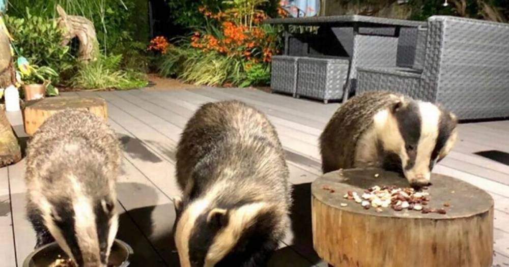 The family of badgers with over 100,000 social media followers...all thanks to the woman who has hand-fed them for years in her garden - www.manchestereveningnews.co.uk