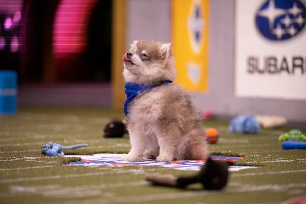 Puppy Bowl 2020 winner recap: Team Fluff barks its way to victory - nypost.com