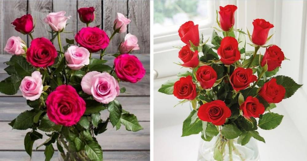 Cheapest roses for Valentine's Day 2020 - and prices start at just £1.99 for a dozen - www.manchestereveningnews.co.uk - Britain - Manchester