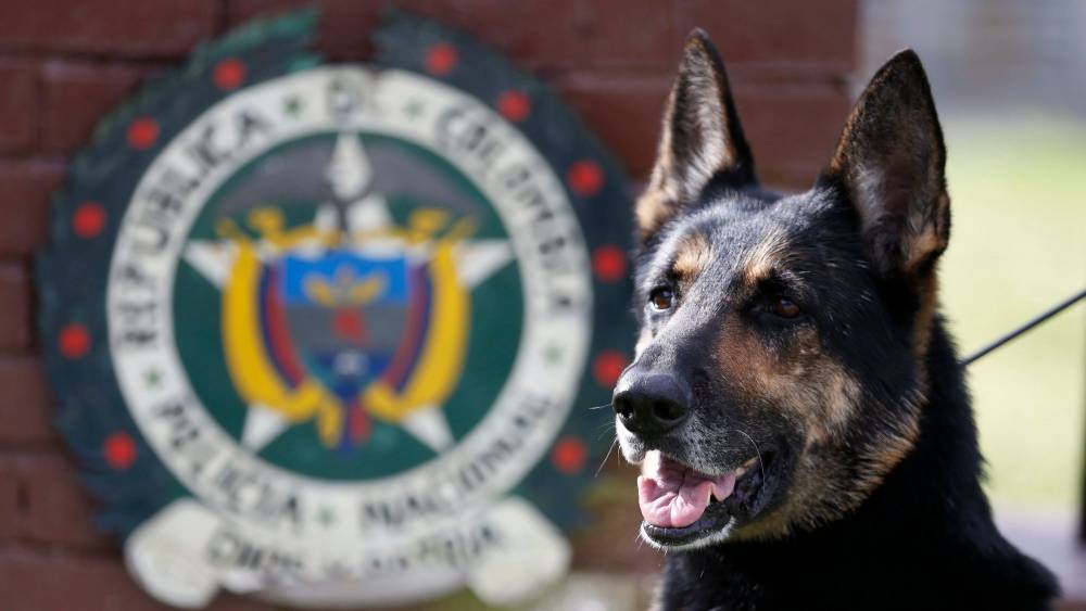 Sentient Pacts With The Washington Post On Film About Police Dog Who Sniffed Out Colombian Drug Cartel - deadline.com - Washington - Colombia