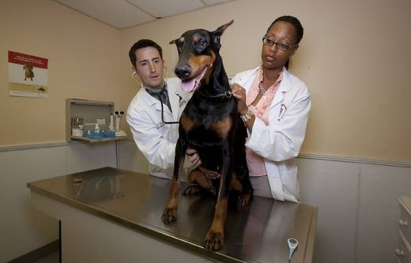 The Price Of Pet Insurance - www.peoplemagazine.co.za - South Africa