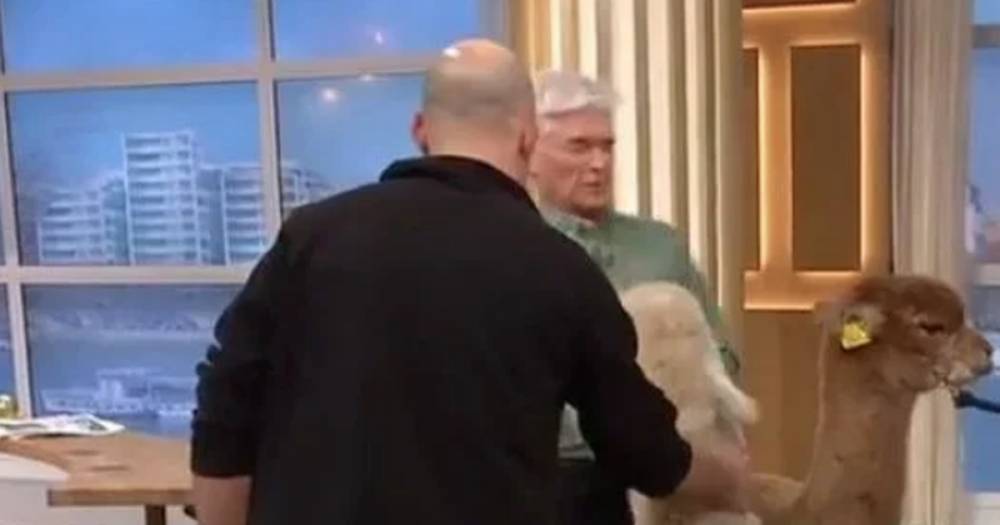 Holly Willoughby falls to the floor laughing on This Morning as an alpaca spits in Phillip Schofield’s face - www.ok.co.uk
