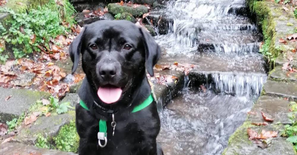 Family's heartache as 'best dog ever' dies from killer disease Alabama Rot...he first became ill the day after a walk in Heaton Park - www.manchestereveningnews.co.uk - Alabama