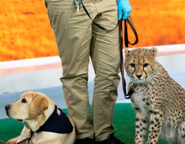 Meet the Cheetah and Therapy Dog Who Redefine Purrfect Friendship Goals - www.eonline.com - New York - New Jersey