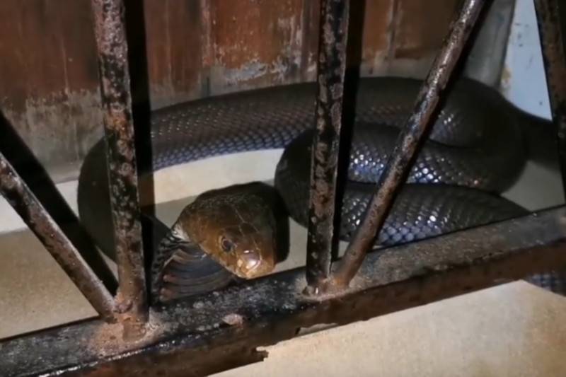 WATCH: KZN Snake catcher captures spitting cobra after woman’s close encounter - www.peoplemagazine.co.za - Mozambique