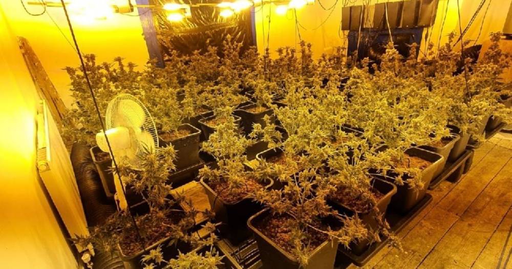 Huge cannabis farm uncovered in Oldham - www.manchestereveningnews.co.uk - county Oldham