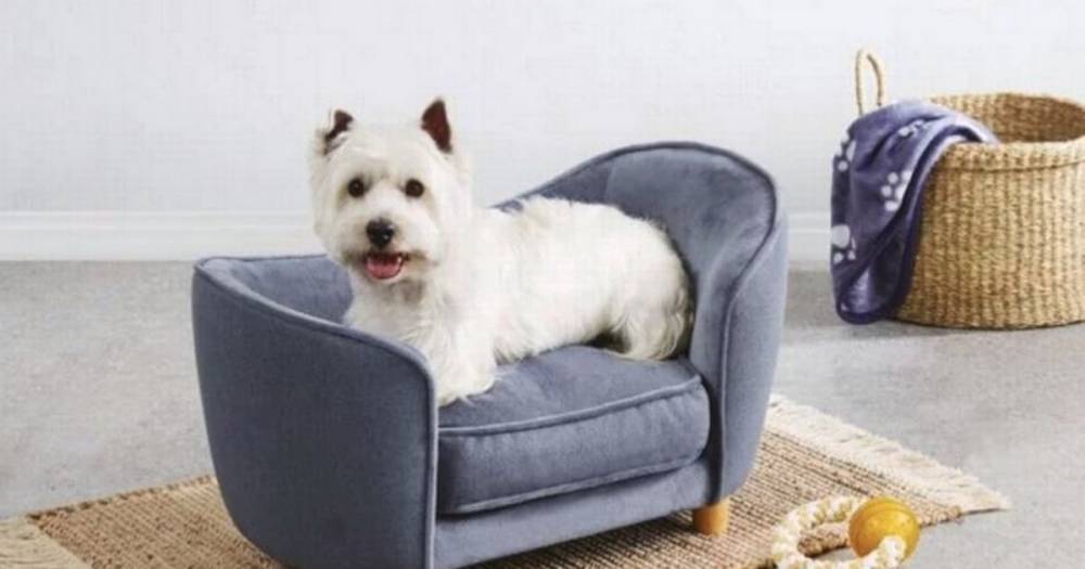 Aldi is selling dinky sofas for your dog - and they're adorable - www.dailyrecord.co.uk - Birmingham