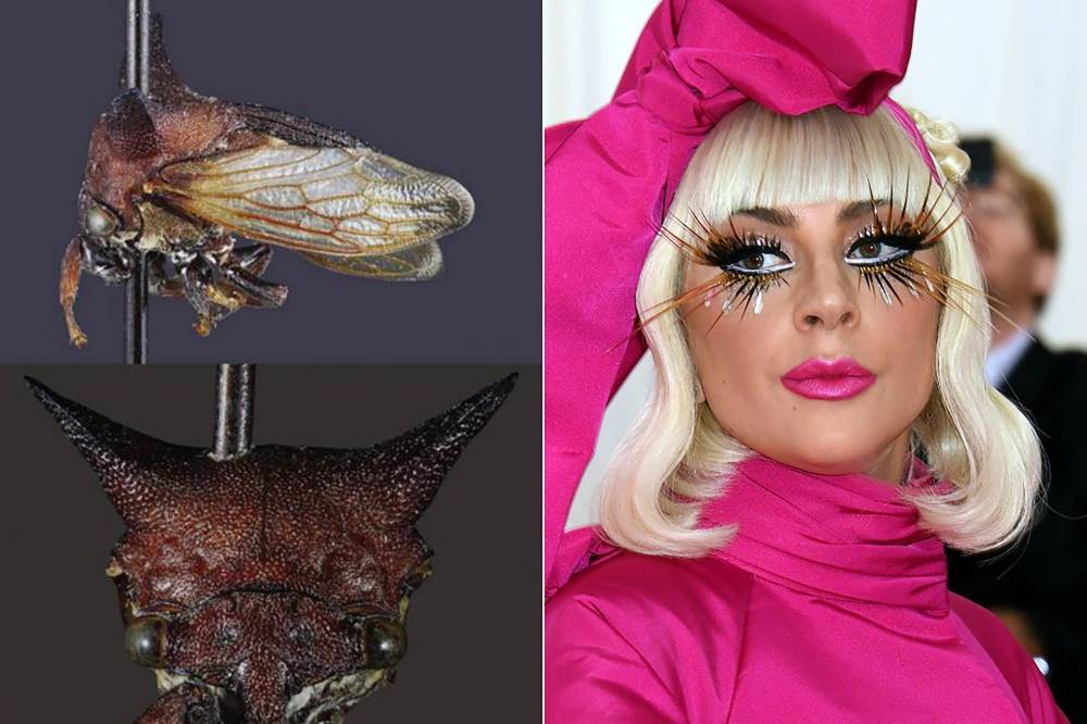 Insect with ‘wacky fashion sense’ named after Lady Gaga - nypost.com - Illinois
