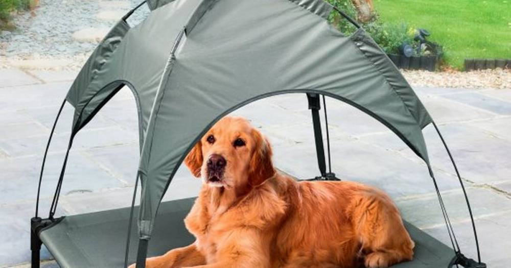 B&M is selling a pet sun lounger - and shoppers say it's the perfect indoor bed for dogs - www.dailyrecord.co.uk - Scotland