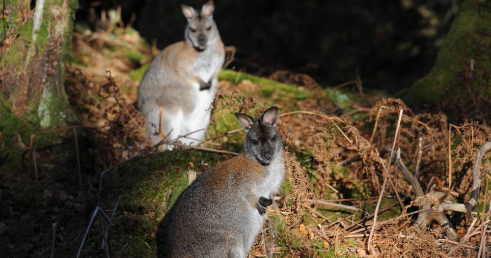 Dog walker makes wallaby discovery near Stirling reservoir - www.dailyrecord.co.uk - Australia