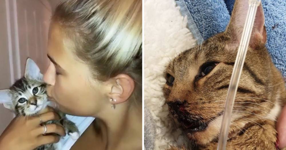Molly-Mae Hague is left heartbroken as her cat fights for its life after being hit by a car - www.ok.co.uk - Hague
