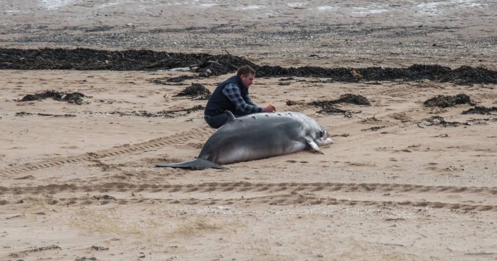 Young whale tragically dies on Fife beach after becoming separated from mother - www.dailyrecord.co.uk - Britain