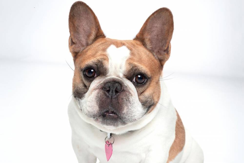 Modern Family's Beloved French Bulldog, Has Died - www.tvguide.com - France