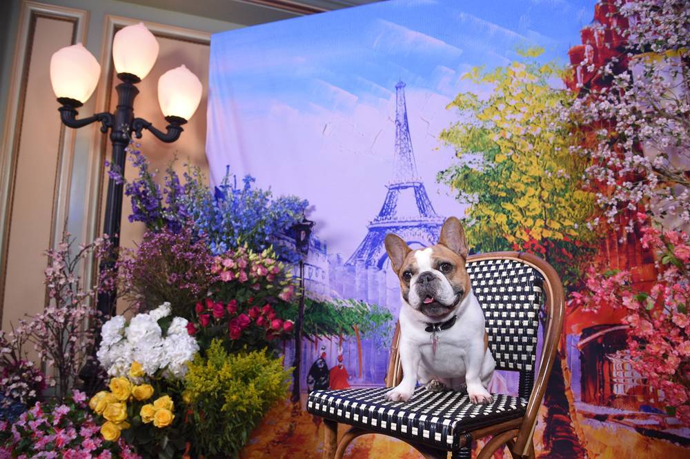 ‘Modern Family’s Beloved French Bulldog Beatrice Dies After Series Finale Wrap - deadline.com - France