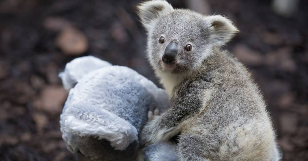 Delighted Edinburgh Zoo keepers reveal gender of new baby koala - www.dailyrecord.co.uk - Britain