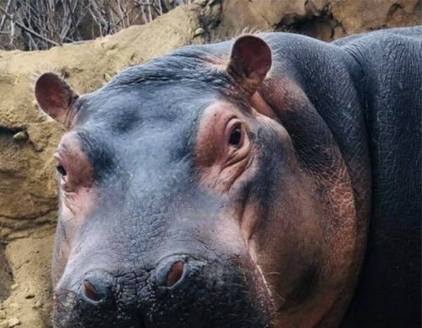 Fiona the Hippo to Star in Cincinnati Zoo's Home Safari Video Series Amid School Closures - www.eonline.com - city Cincinnati