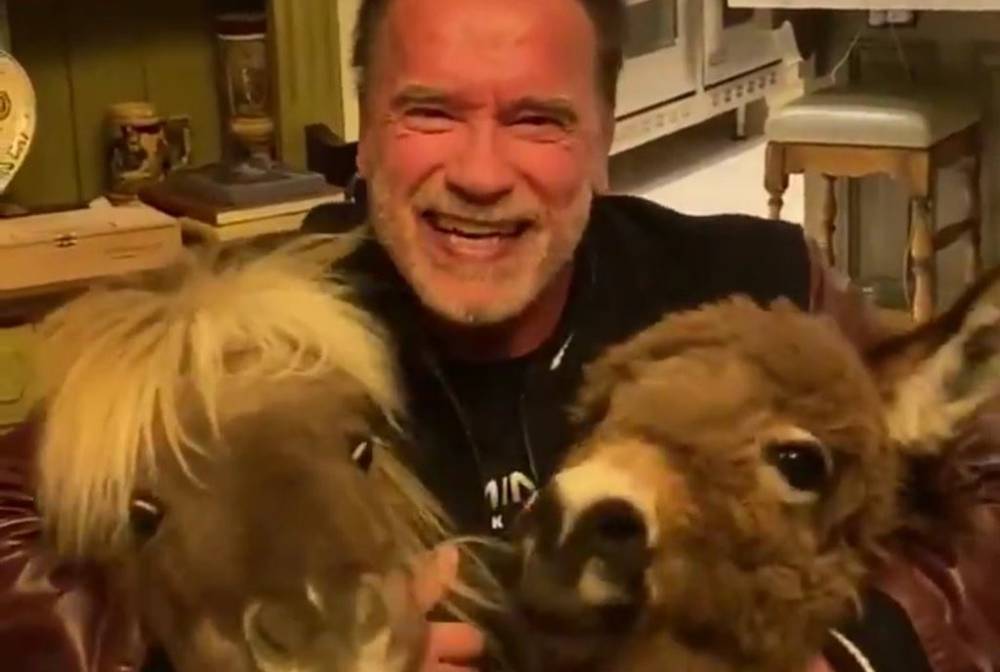Arnold Schwarzenegger Practices Social-Distancing with Tiny Horse & Donkey During Coronavirus Pandemic - Watch! - www.justjared.com - California