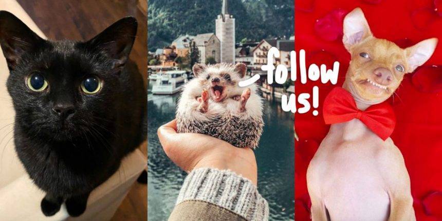 Coronavirus Anxiety Relief: 10 Adorable Animal Instagrams To Calm Your Nerves! - perezhilton.com