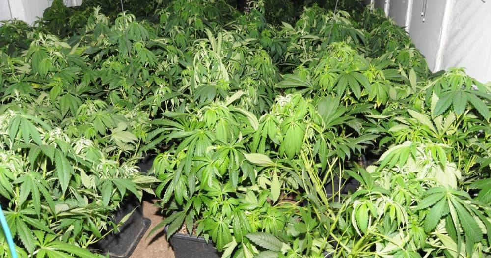 The hidden 'significant' cannabis farm uncovered in police raid - www.manchestereveningnews.co.uk