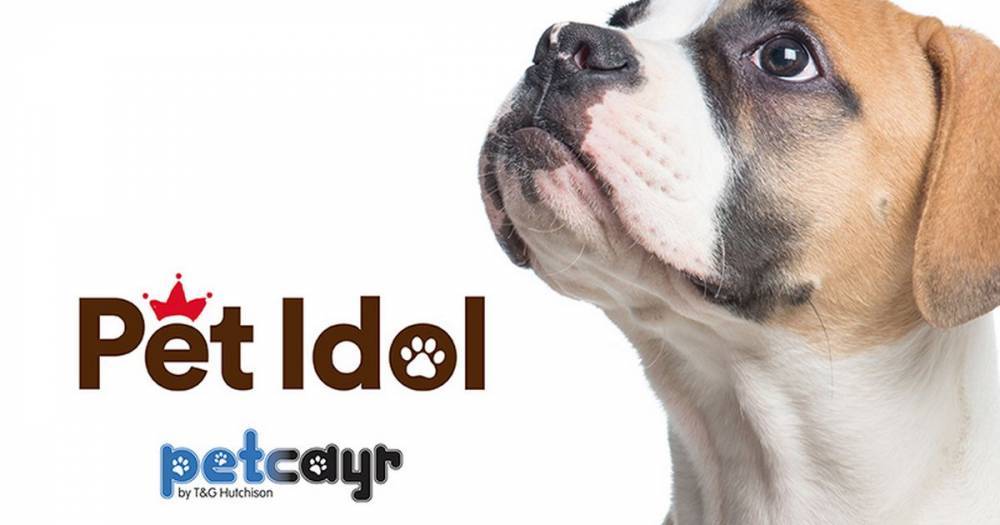 Pet Idol 2020: Nominate your pet today - www.dailyrecord.co.uk
