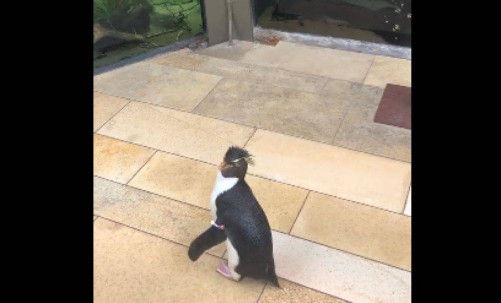 This Adorable Video Of Penguins Exploring A Closed Aquarium Will Put A Smile On Your Face Amid Tragic Coronavirus News - etcanada.com - Chicago