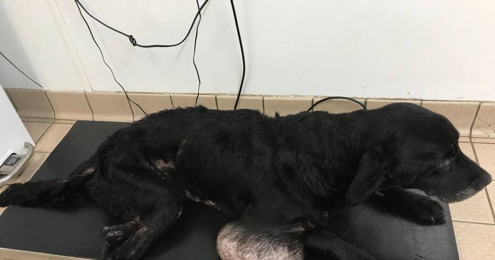 Woman left her dog with tumour the ‘size of a football’ dying alone in flat - www.manchestereveningnews.co.uk - city Richmond