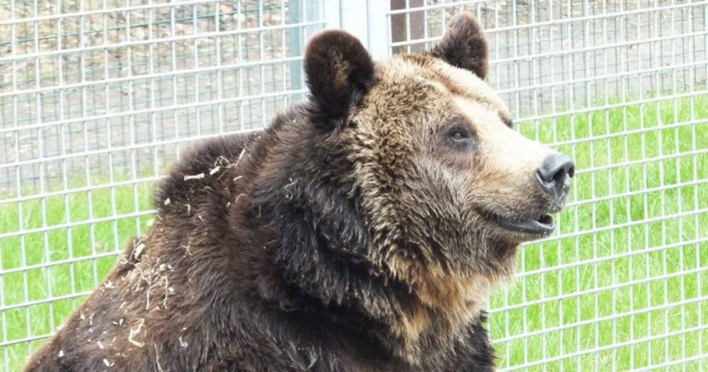 Rescued circus bear dies at Scots zoo after battling spinal condition - www.dailyrecord.co.uk - Scotland