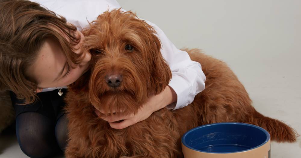 Rover is out and Charlie is in as pet owners opt to call dogs top baby names - www.dailyrecord.co.uk - Britain