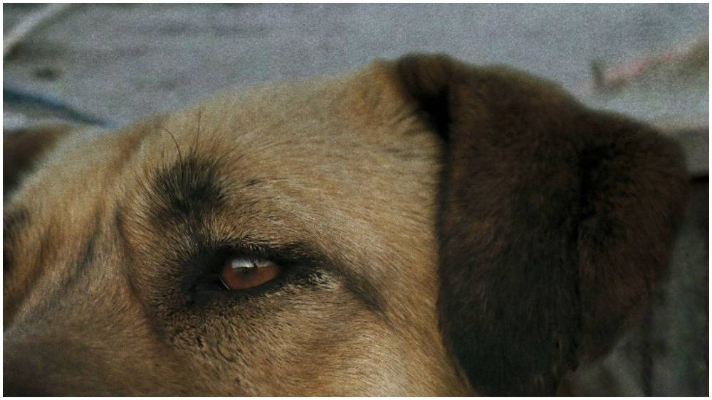 Dogwoof Acquires Tribeca Dog Documentary ‘Stray’ (EXCLUSIVE) - variety.com - Turkey - city Istanbul