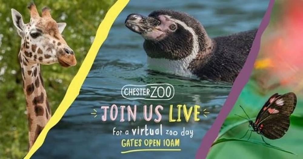 Chester Zoo's live virtual tour will let you see all your favourite animals from home - www.manchestereveningnews.co.uk