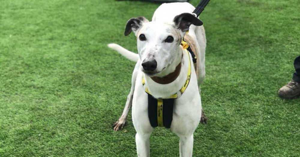 New home needed for Eric who is currently living at Dogs Trust’s in West Calder. - www.dailyrecord.co.uk