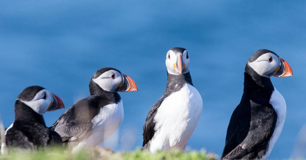 Stunning images show 100,000 puffins on tiny Fife island as they return for breeding season - www.dailyrecord.co.uk
