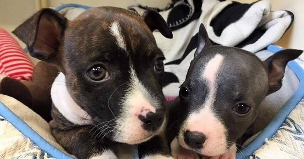Joy as Perth puppies get new home - www.dailyrecord.co.uk - Scotland